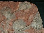 Huge x Scyphocrinites Crinoid Plate - Morocco #10467-1
